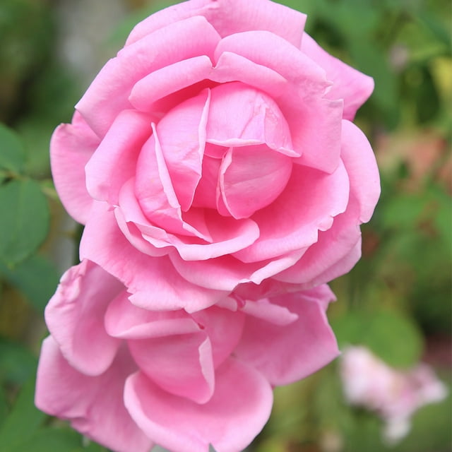 Heirloom Roses - Mme Caroline Testout Hybrid Tea Rose Plant - Walmart.com