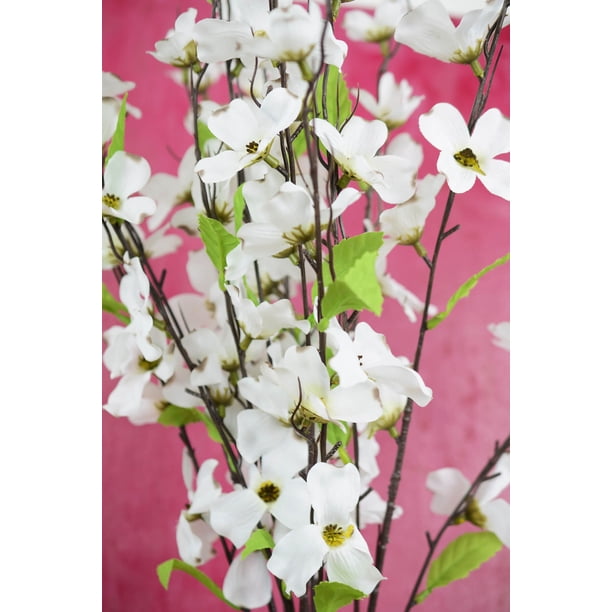 Dogwood Branches