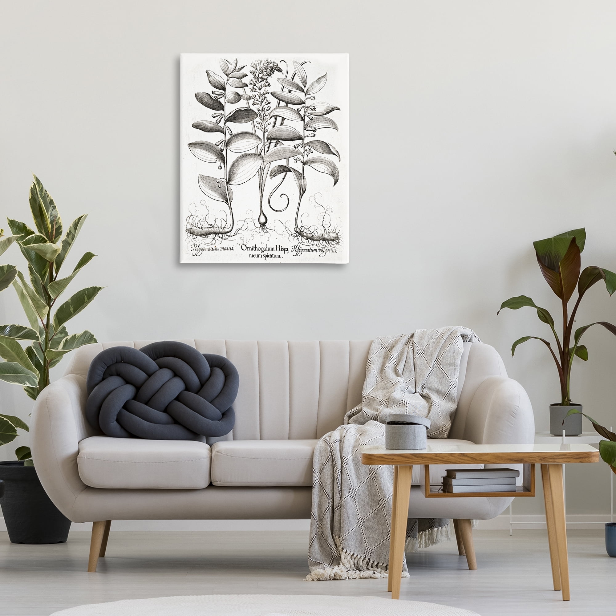 Vintage Botanical Root Study Canvas Wall Art, design by Lettered and Lined
