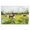 Pasture Cows Watercolor, variant on Stupell Industries Sheep Grazing in Grass Animals & Insects Painting Black Floater Framed Canvas Art Print Wall Art, 21 x 17