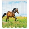thumbnail image 3 of Ambesonne Animal Shower Curtain, Horse Rural Flowers, 69"Wx84"L, Green Brown Pale Blue, 3 of 3