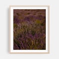 thumbnail image 2 of Oregon Lavender Field - Oregon Photography Floral Nature Scenic Botanical Garden Summer Unframed Wall Art Print 30 x 40 inches, 2 of 13