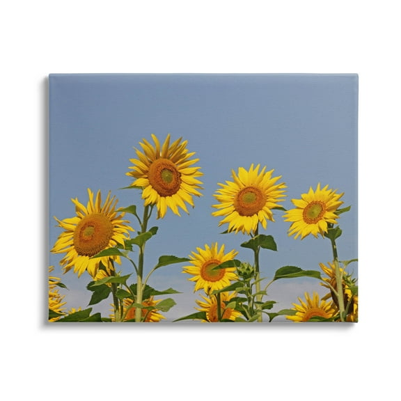 Sunflower Field Clear Sky Botanical & Floral Photograph Gallery Wrapped Canvas Print Wall Art
