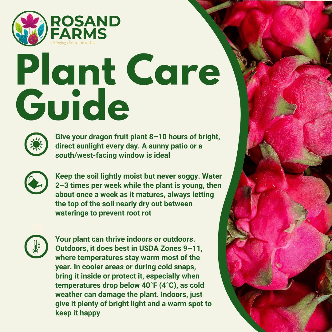 Rosand Farms - White Dragon Fruit Live Potted Plant | 8” to 12” Long |Self-Fertile | White Flesh Pitahaya or Hylocereus Undatus