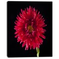 thumbnail image 2 of Chrysanthemum Flower on Black - Flowers Canvas Wall Artwork, 2 of 4
