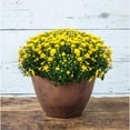 thumbnail image 2 of Root & Vessel Napa Bowl Planter, Rust, 16", 2 of 5