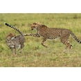 thumbnail image 2 of Jaynes Gallery 14x11 White Modern Wood Framed Museum Art Print Titled - Kenya-Masai Mara National Reserve Young cheetahs playing, 2 of 4