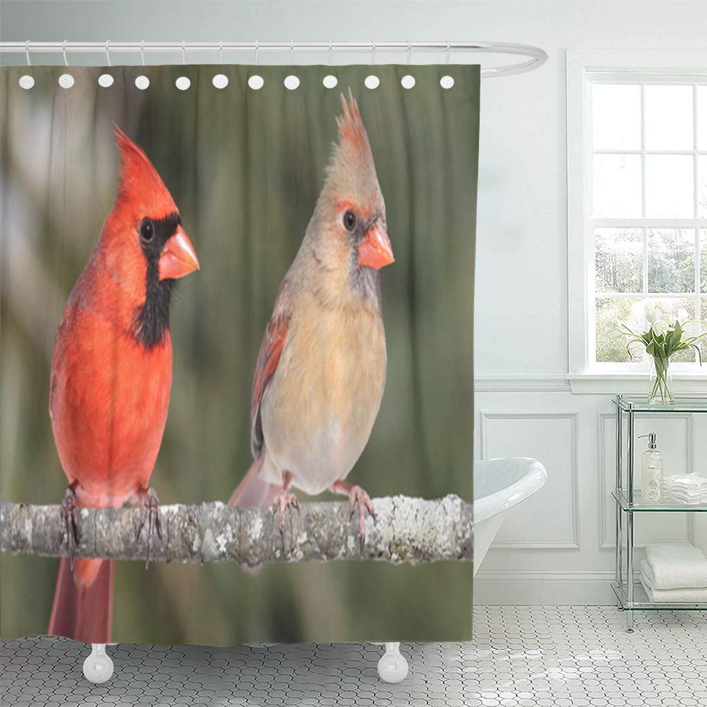 KSADK Bird Pair of Northern Cardinals Cardinalis On Branch Green Animal
