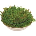 thumbnail image 2 of Ancient Resurrection Plant - An Everlasting Evergreen That Keeps Coming Back to Life - Grows in One Day - Last Up to 50 Years, 2 of 3