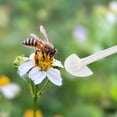 thumbnail image 2 of 40Pc Bee Feeder Water Drink Feeding For Beekeeper For Beekeeping Apiculture Tool, 2 of 7