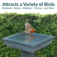thumbnail image 4 of Sunnydaze Simply Square Freestanding Glass Fiber Reinforced Concrete Outdoor Bird Bath, Green, 4 of 17