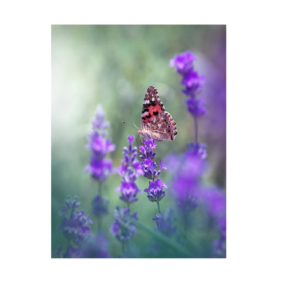 Canvas Wall Art - Juliana Nan 'Lavender Queen  ' Wall Art for Living Room, Bedroom, or Office D?cor by Trademark Fine Art - 14 x 19 Inches