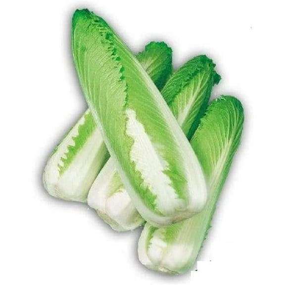 30 Green Rocket Cabbage Seeds - Edible Chinese Cabbage Seeds - Ships from Iowa, USA