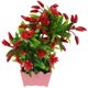 thumbnail image 4 of ColoMX 1pc Simulation Chili Ornament Oney Flowerpot Bonsai para Hotel, 4 of 7