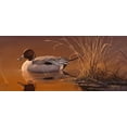 thumbnail image 2 of Goebel, Wilhelm 32x16 White Modern Wood Framed Museum Art Print Titled - Amber Light - Pintail, 2 of 4