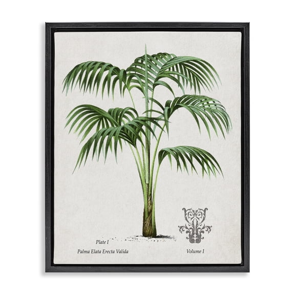 Stupell Industries Vintage Palm Illustration Black Framed Floater Canvas Wall Art design by Val Rhodes, 21 x 17