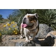thumbnail image 2 of Beraldo, Zandina Muench 24x17 White Modern Wood Framed Museum Art Print Titled - Bulldog in a desert garden, 2 of 4