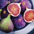 thumbnail image 3 of Expert Gardener Hardy Fig Violetta de Bordeaux (1 Dormant Bare Root) Full Sun, Black, Perennial, 3 of 7