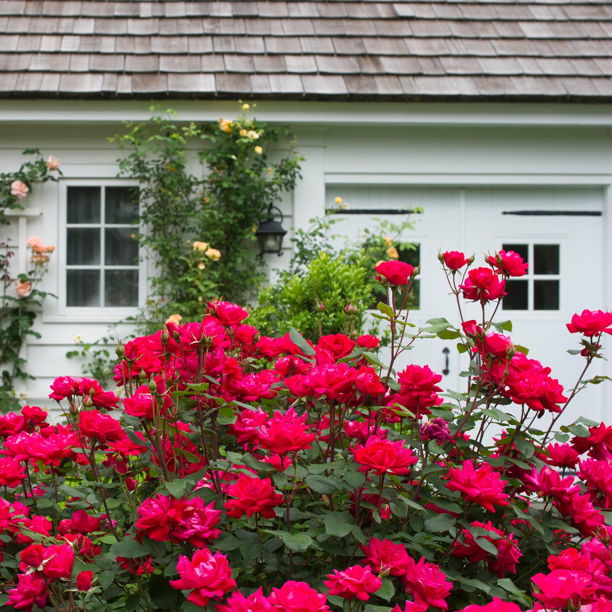 The Knock Out® Family of Roses 'The Red Double Knock Out® Rose' Live Shrub in 2-Gallon Grower Pot