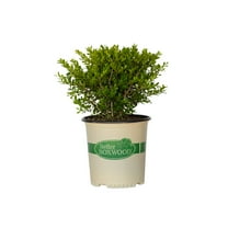 Better Boxwood Skylight (2 gal.) Evergreen Full Sun Perennial Shrub with Glossy Green Foliage