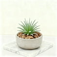 thumbnail image 3 of Arrangement Rustique Moderne Réaliste de Succulentes pour Bureau à Domicile, 3 of 3
