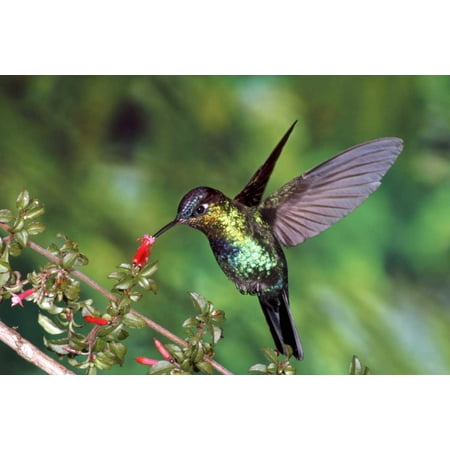 Fiery-throated Hummingbird feeding at Ladies Eardrops flower Poas Volcano National Park Costa Rica Poster Print by Michael and Patricia Fogden