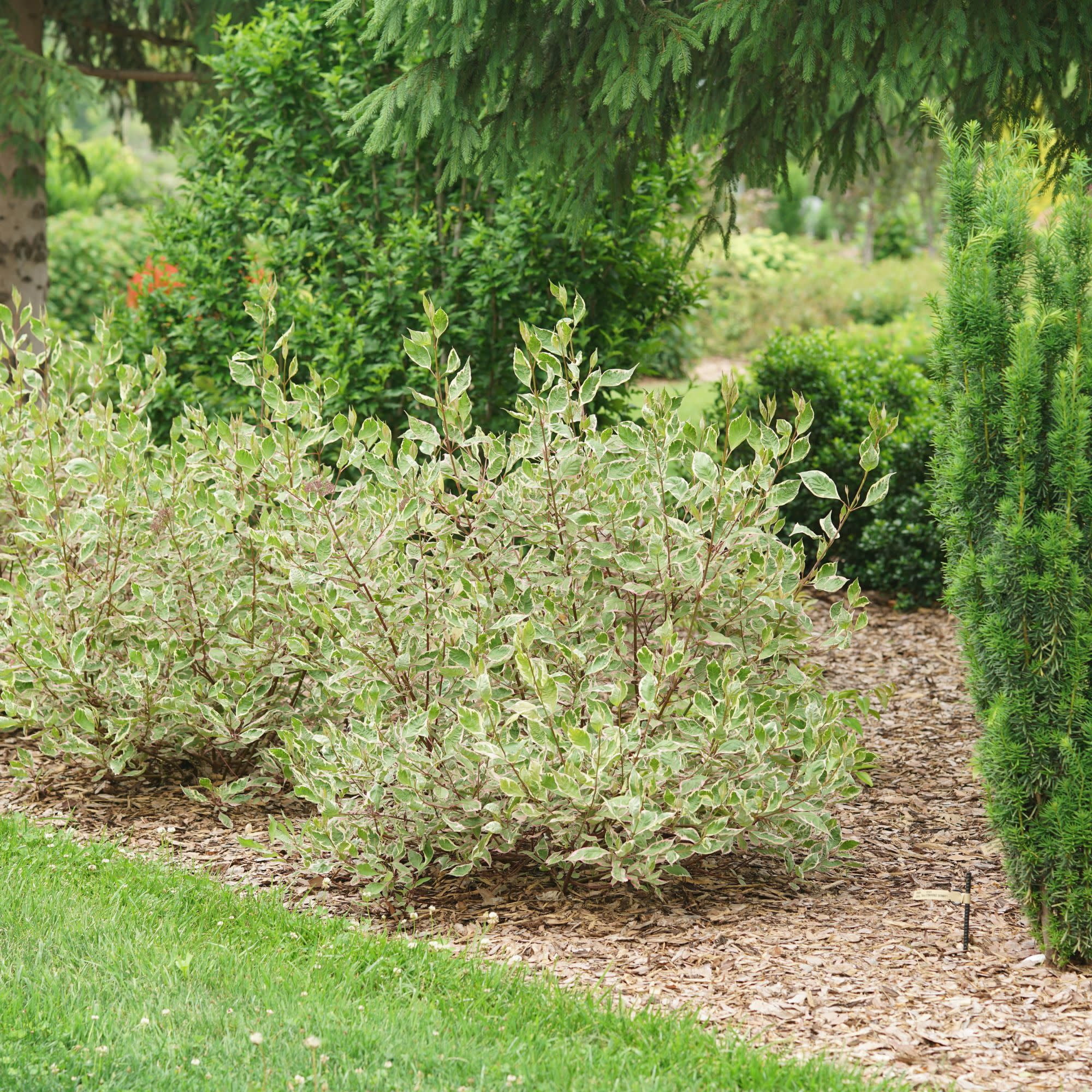 Proven Winners ColorChoice 5" Sgt. Pepper Dogwood Live Plant in 4.5" Pot (4 Count)