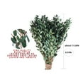 thumbnail image 2 of Dried Eucalyptus Bundle,QZS Portable Preserved Natural Green Eucalyptus Leaves for Shower Hanging,Home,Wedding,Office Decor,1Pack, 2 of 6