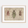 thumbnail image 2 of Crioceris Quinquepunctata- Chrysochroa-Sagra Femorata - Drawing Vintage Botanical Nature Rustic Art Deco Floral Unframed Wall Art Print 4 x 6 inches, 2 of 7
