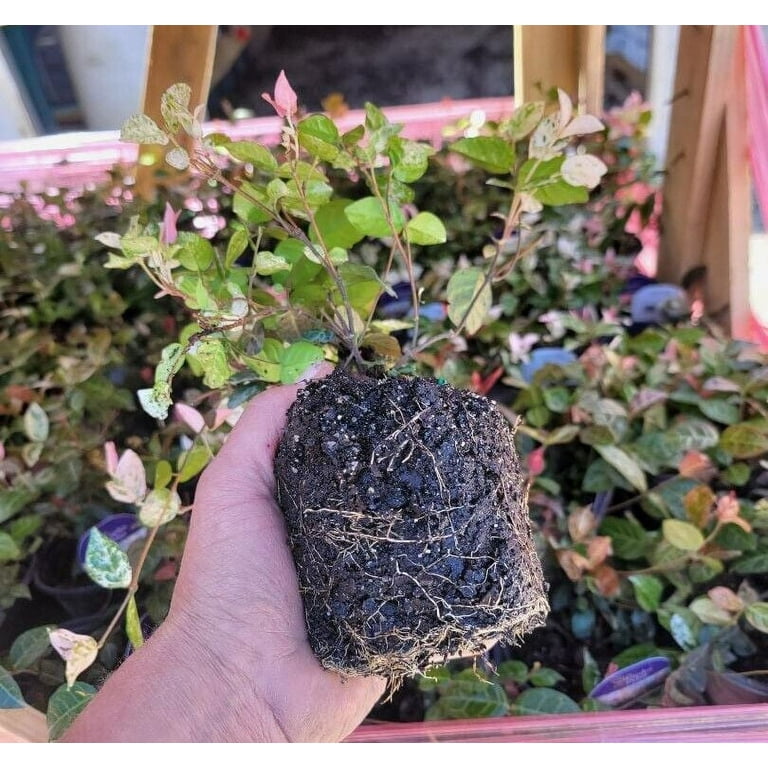 Snow N Summer™ Asian Jasmine Vine - Live Plant - ( 1 QT