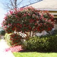 thumbnail image 2 of Brighter Blooms - Kramers Camellia Shrub, 1 gal. - No Shipping To AK, AZ, HI, OR, TX, 2 of 5