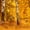 Golden Birch Forest, variant on Elephant Stock Forest Panorama On The Oregon Coast Wall Art - Horizontal Multi Panel Canvas - Living Room Wall Decor - Nature Multi Panel - Green And Brown Decor By Scott Stulberg - 49" x 24"