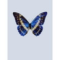 thumbnail image 3 of Incado 19x24 Black Modern Framed Museum Art Print Titled - Blue Butterfly, 3 of 5