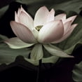 thumbnail image 2 of Neuwirth, Andy 12x12 White Modern Wood Framed Museum Art Print Titled - The Lotus I, 2 of 4