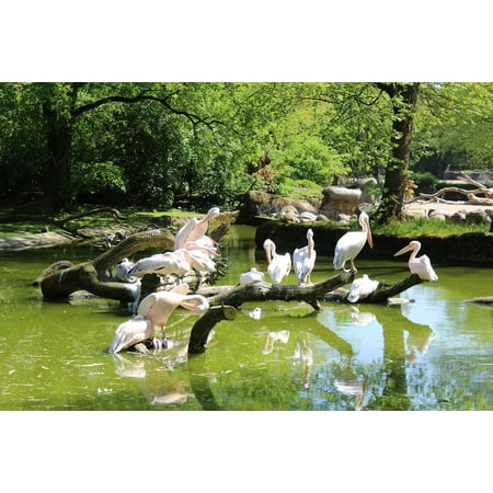 LAMINATED POSTER Hagen Becks Hamburg Bill Sitting Zoo Pelikan Head Poster Print 24 x 36