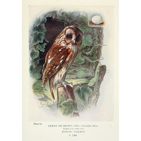 Tawny Port Bird - Britains Birds 1910 Tawny Owl Canvas Art - George Rankin (18 x 24)