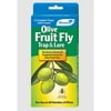 Monterey Olive Fruit Fly Trap and Lure For Olive Trees