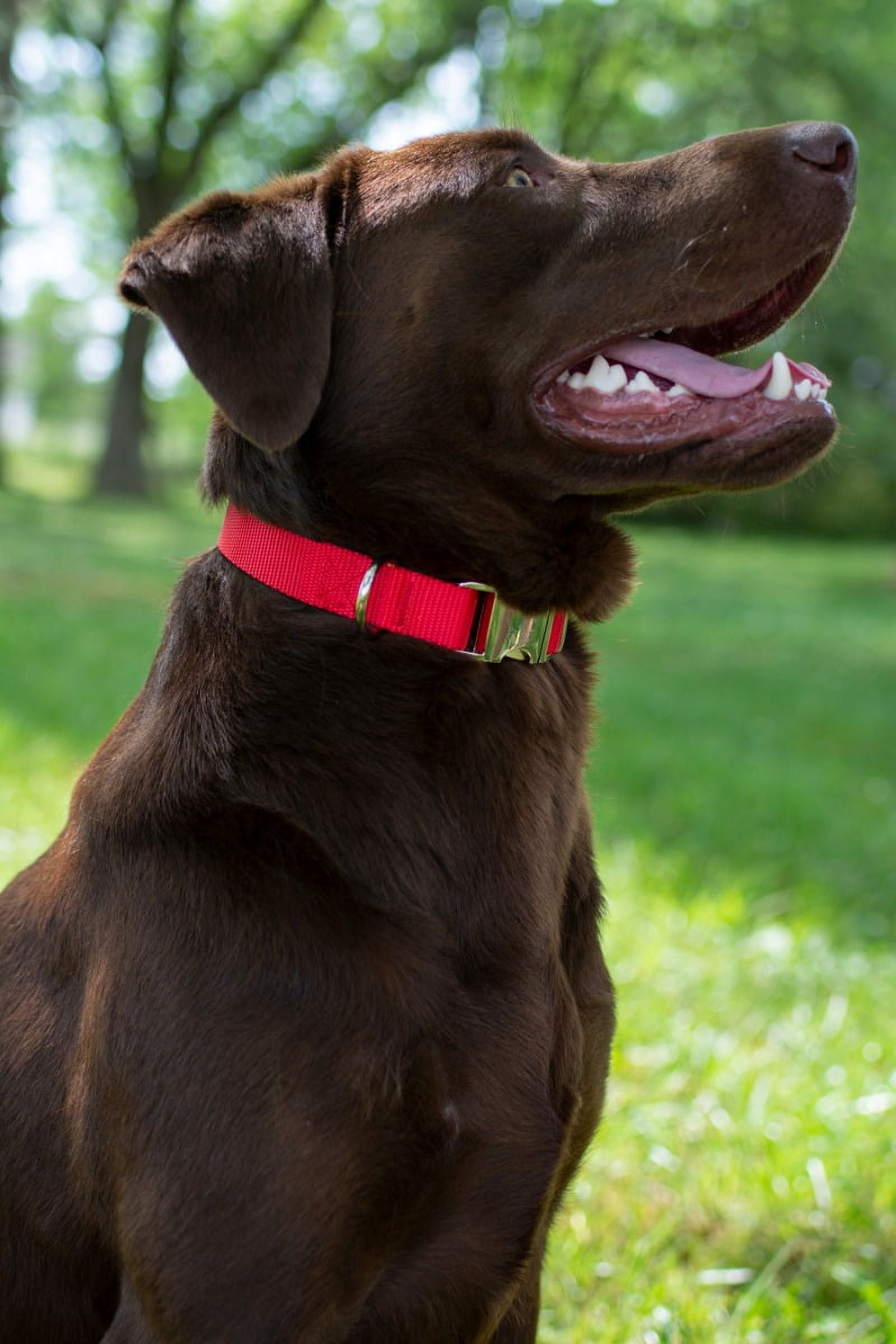 Country Brook Petz® Premium Nylon Dog Collar and Leash - Bright Red, Medium