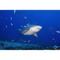 thumbnail image 2 of Fiji, Bequ Lagoon, Bull Shark (Carcharhinus Leucas). Poster Print (38 x 24), 2 of 4