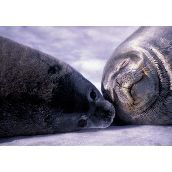 Weddell Fur Seal Cow and Pup, Antarctica Poster Print by William Sutton (17 x 12)