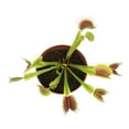 thumbnail image 4 of Altman Plants 3.5" Venus Fly Trap Live Plant with Grower Pot, 4 of 8
