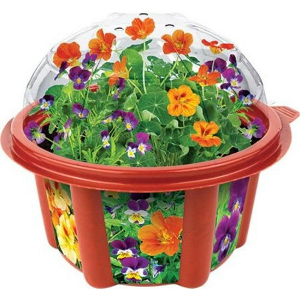 Edible Flowers Garden MultiColored