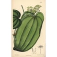thumbnail image 2 of Smilax Ornata, Sarsaparilla, Native To Mexico Poster Print By ® Florilegius Mary Evans (24 X 36), 2 of 4
