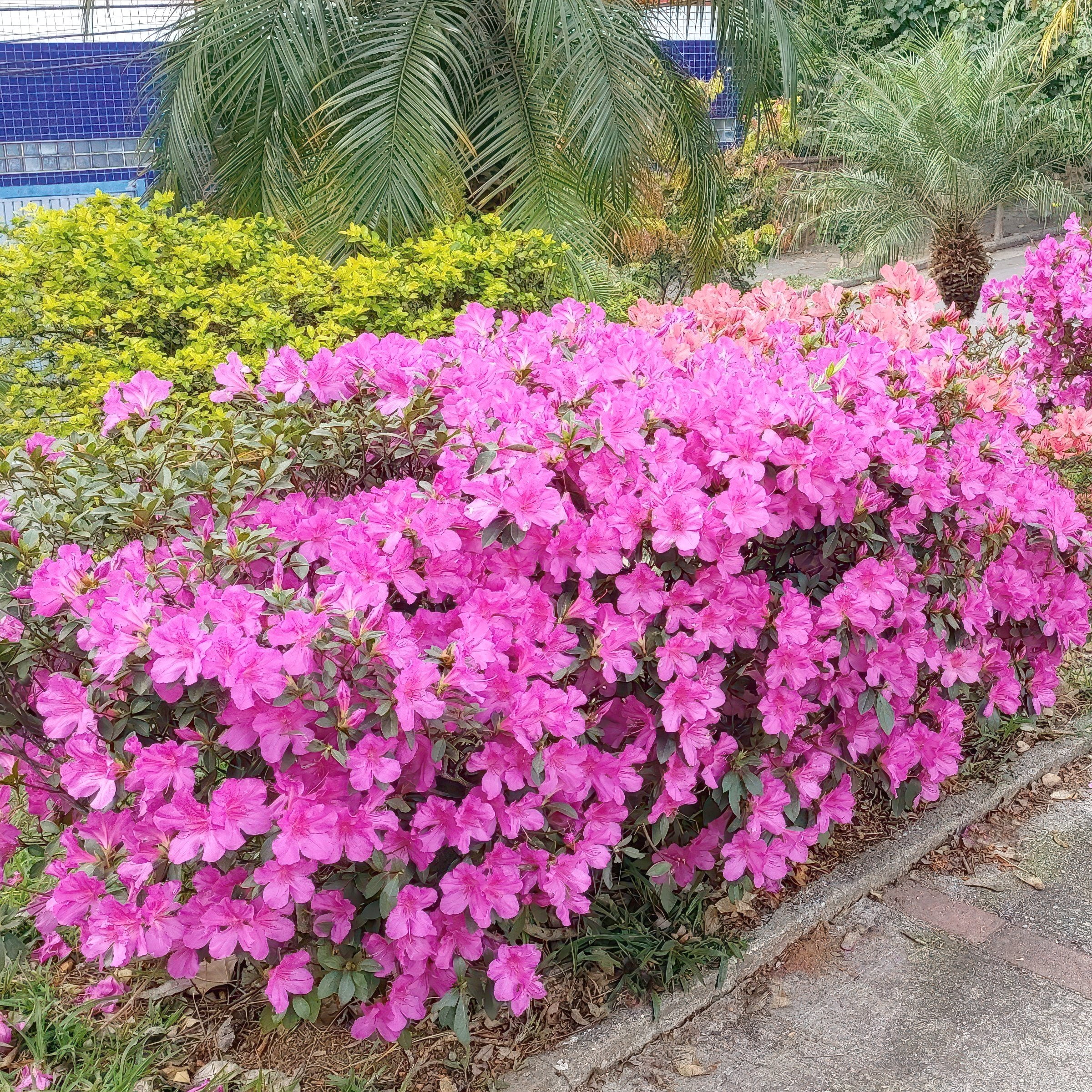 National Plant Network 4 in. Azalea FlorAmore Lavender (3-Pack)