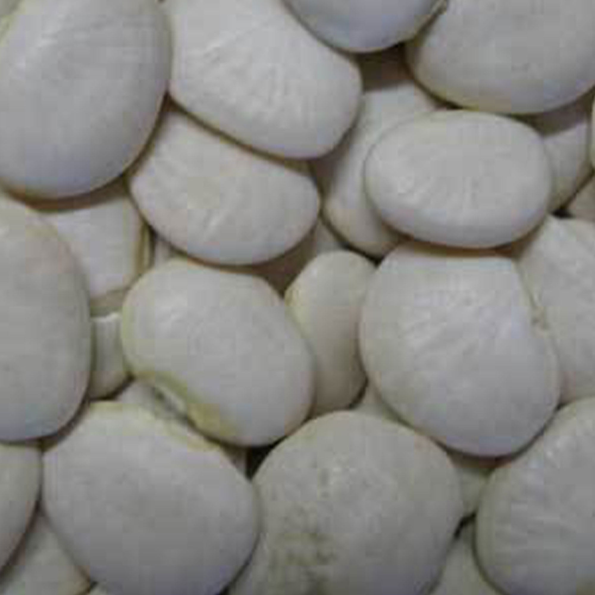 King of the Garden Pole Lima 1 OZ 25 Seeds Heirloom, Open