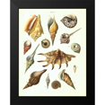 thumbnail image 2 of Brookes, Samuel 12x14 Black Modern Framed Museum Art Print Titled - Shells, Plate 7, 2 of 5