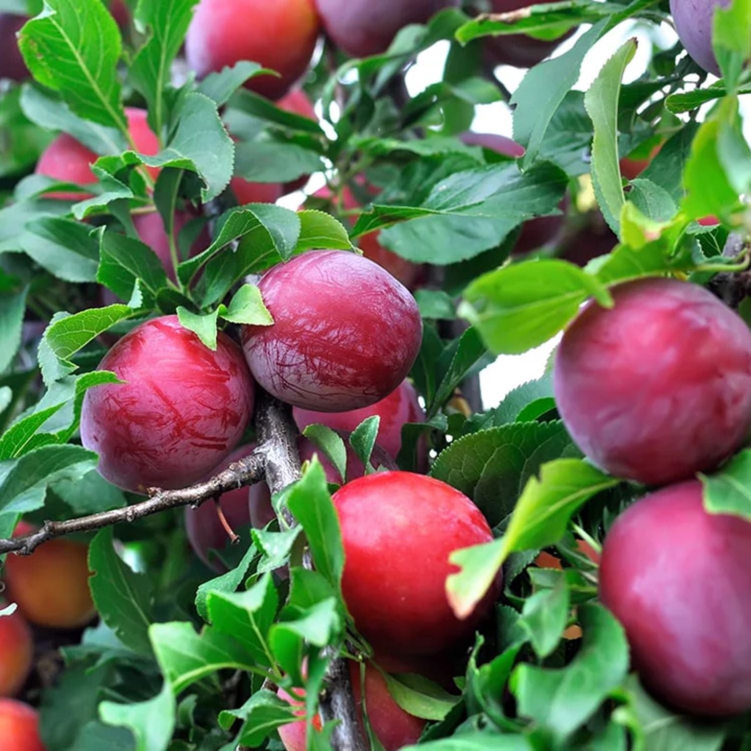 Expert Gardener 2-3 ft tall Au Rosa Plum Live Tree in 5-Gallon Grower Pot