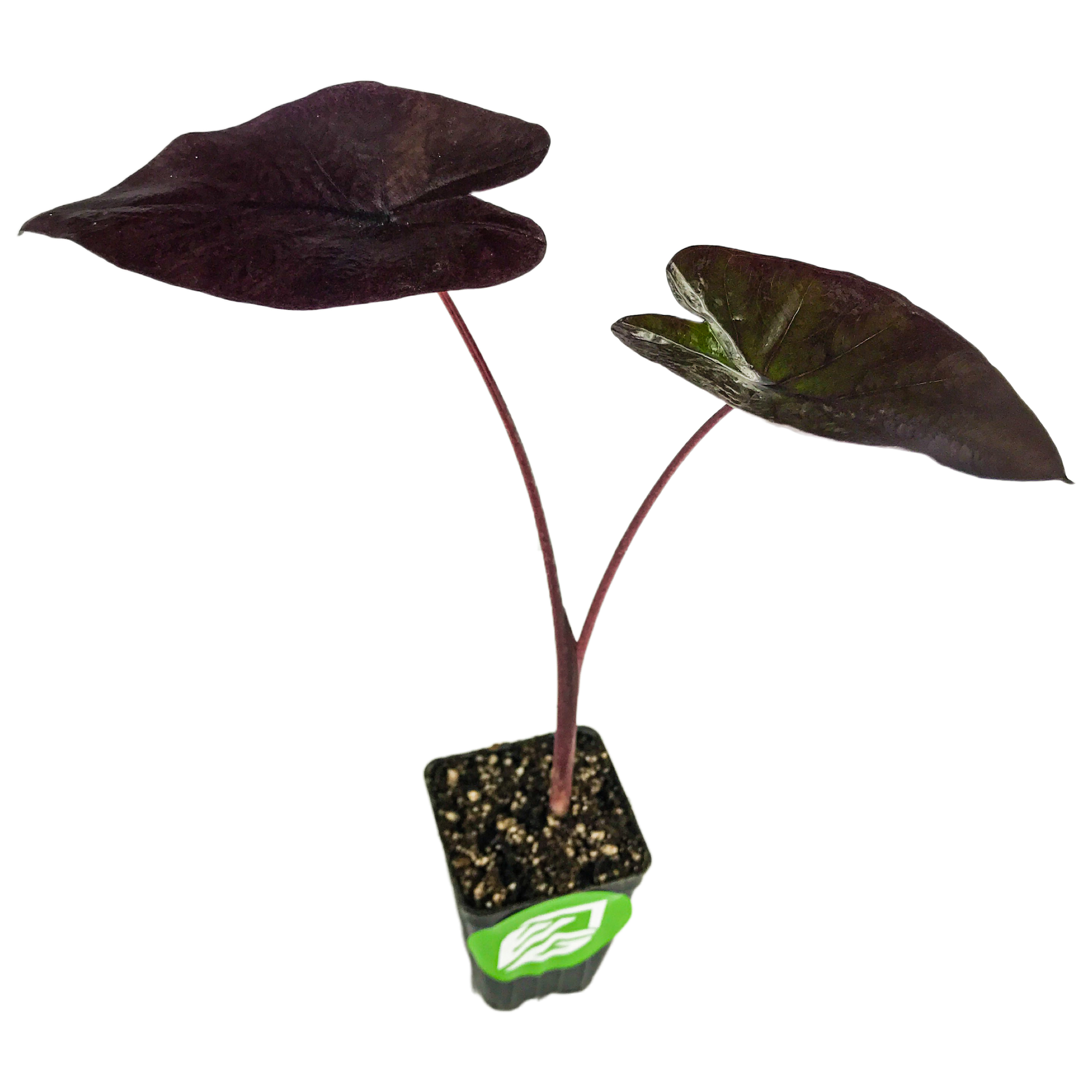 Tea Party Elephant Ear Live Plant Colocasia esculenta Wellspring