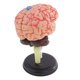 thumbnail image 4 of Modelo de Anatomía Estructural del Cerebro Desmontado 4D Sunnimix, 4 of 8