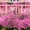 Pink, variant on 1300 square feet Halloween spider web decoration, including 60 fake spiders, super strong elastic spider web, suitable for Halloween indoor and outdoor decoration